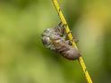 Emerging Cicada 006.jpg